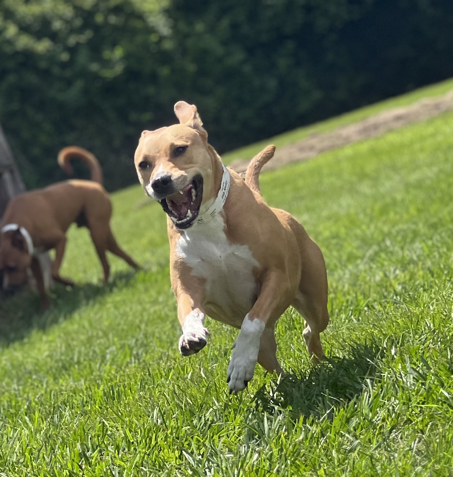 Doggie Daycare - Circle Lake Ranch Pet Resort